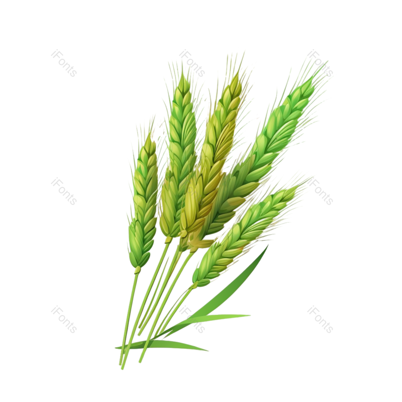 芒种图片,小满元素,麦子PNG,麦田免抠素材